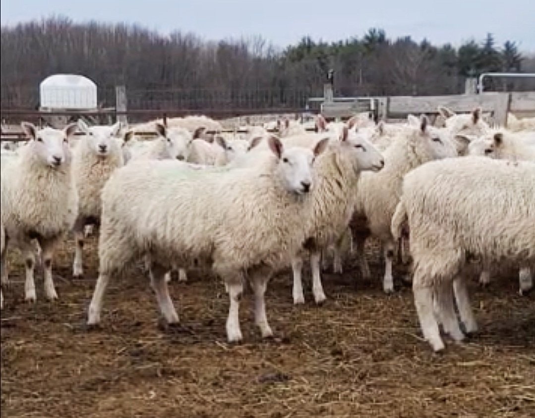 The Sheep | Discover Quality Sheep Today — Alexander Sheep Farm